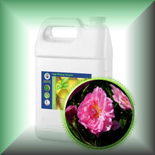 Rose De Mai Absolute Oil (Rosa Centifolia)