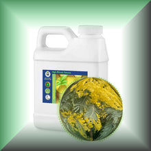 Mimosa Absolute Essential Oil (Acacia Dealbata, Asia)