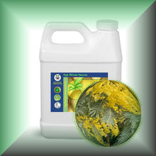 Mimosa Absolute Essential Oil (Acacia Dealbata, Asia)