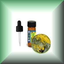 Mimosa Absolute Essential Oil (Acacia Dealbata, Asia)
