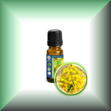 Asafoetida Essential Oil (Ferula Assa-Foetida)