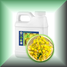 Asafoetida Essential Oil (Ferula Assa-Foetida)
