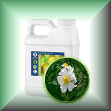 Wild Musk Rose Essential Oil (Rosa Moschata)