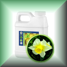 Narcissus Daffodil Essential Oil (Narcissus Poeticus)