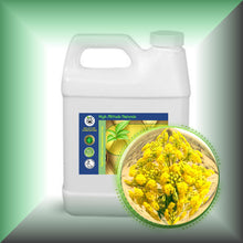 Asafoetida Essential Oil (Ferula Assa-Foetida)