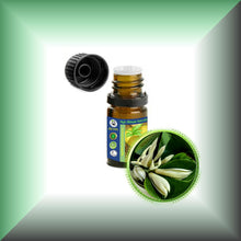 Champaca *White* Absolute Oil (Magnolia Alba)