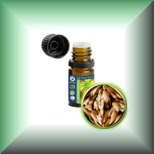 Ginger Root Essential Oil (Zingiber officinale)