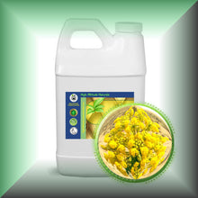 Asafoetida Essential Oil (Ferula Assa-Foetida)
