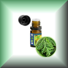 Cedar Leaf (Thuja occidentalis) Essential Oil