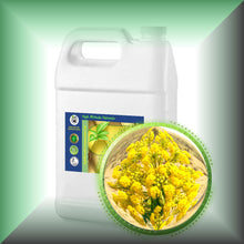 Asafoetida Essential Oil (Ferula Assa-Foetida)