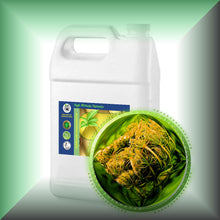 Carrot Seed Essential Oil (Daucus Carota) *Very High Carotol 70%*