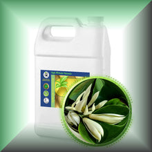 Champaca *White* Absolute Oil (Magnolia Alba)