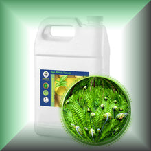 Fougere Absolute Oil