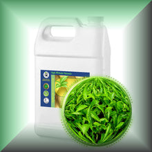 Green Tea Absolute Essential Oil (Camellia Sinensis) buy bulk wholesale