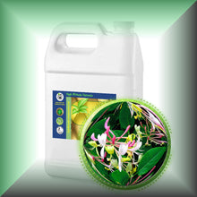 Honeysuckle Essential Oil (Lonicera caprifolium)
