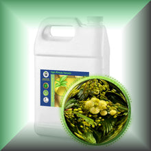 Mimosa Absolute Oil (Acacia Mearnsii) bulk