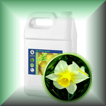 Narcissus Daffodil Essential Oil (Narcissus Poeticus)