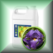 Orris Root Absolute Oil (Iris Pallida)