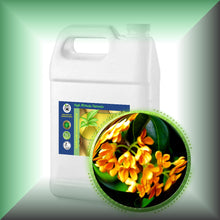 Osmanthus Absolute Oil (Osmanthus Fragrans)