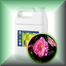 Rose De Mai Absolute Oil (Rosa Centifolia)