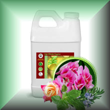 Body Massage Oil *GERANIUM POTLUCK*