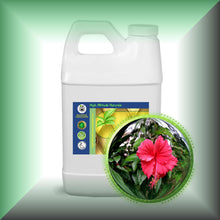 Hibiscus (Rosa Sinensis) Essential Oil
