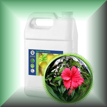 Hibiscus (Rosa Sinensis) Essential Oil