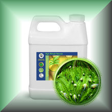 Fougere Absolute Oil