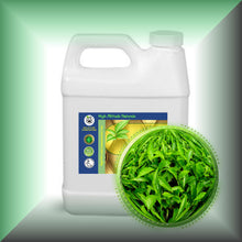 Green Tea (Camellia Sinensis) Absolute Essential Oil