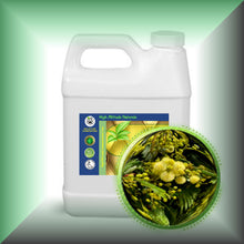 Mimosa Absolute Oil (Acacia Mearnsii)