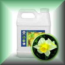 Narcissus Daffodil Essential Oil (Narcissus Poeticus)