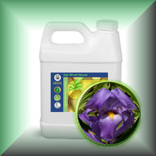 Orris Root Absolute Oil (Iris Pallida)