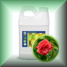 Carnation Absolute Oil (Dianthus Caryophyllus)