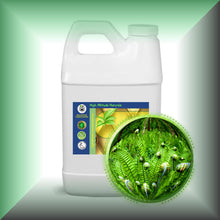 Fougere Absolute Oil