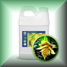 Kewra Absolute Oil (Pandanus odoratissimus)