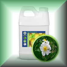 Wild Musk Rose Essential Oil (Rosa Moschata)