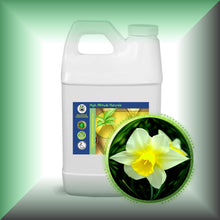 Narcissus Daffodil Essential Oil (Narcissus Poeticus)