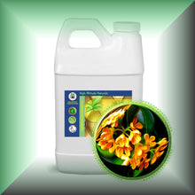 Osmanthus Absolute Oil (Osmanthus Fragrans)