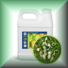Myrtle (Myrtus Communis) Essential Oil