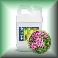 Red Thyme Essential Oil (Thymus Vulgaris)