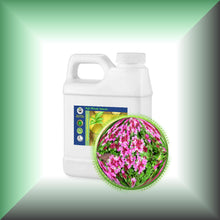 Red Thyme Essential Oil (Thymus Vulgaris)