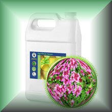 Red Thyme Essential Oil (Thymus Vulgaris)