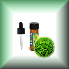 Green Tea Absolute Essential Oil (Camellia Sinensis)