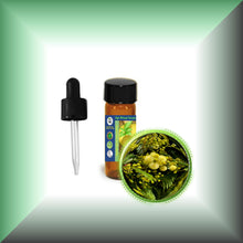 Mimosa Absolute Oil (Acacia Mearnsii)