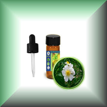 Wild Musk Rose Essential Oil (Rosa Moschata)