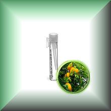Bitter *Seville* Orange Essential Oil (Citrus Aurantium)