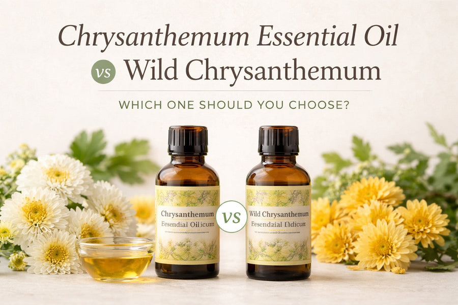 Chrysanthemum Essential Oil vs Wild Chrysanthemum: Which One Should You Choose?