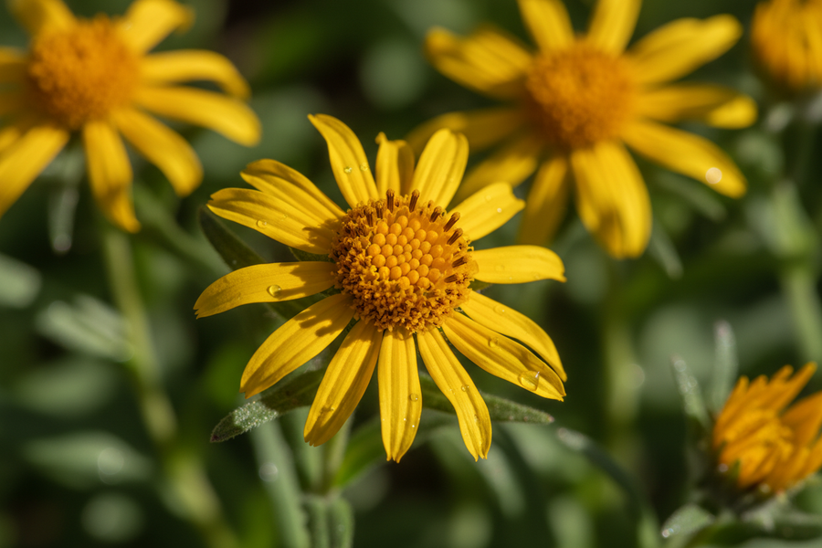 Discover the Benefits of Arnica Oil: Your Natural Pain Relief Solution
