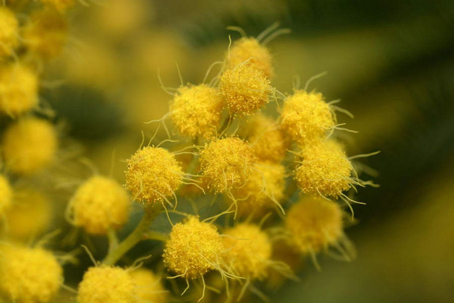 Mimosa in Perfumery & Cosmetics: Essential Oil, Absolute & Floral Wax Explained