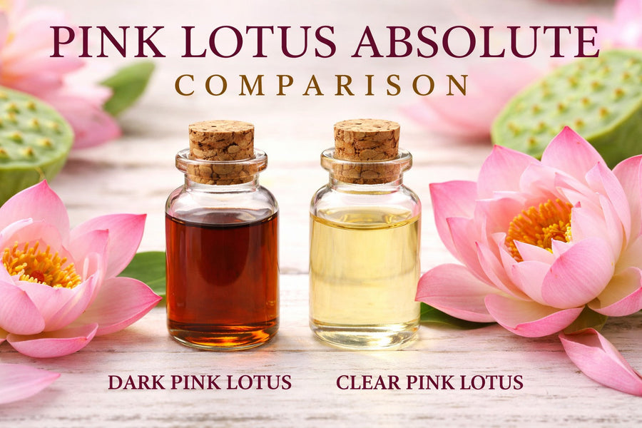 Pink Lotus Absolute vs Dark Lotus: Which One Is Best for Skin, Aromatherapy, & Perfume Making?
